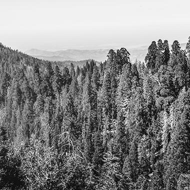pine tree forest