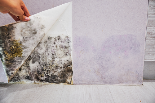 Person peeling back wallpaper to reveal black mold