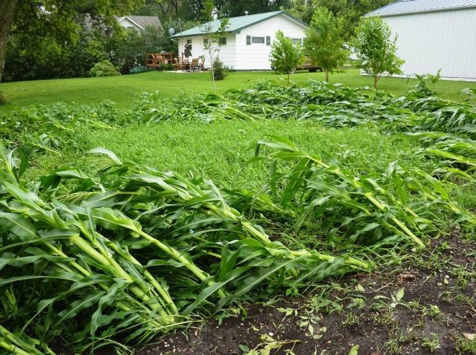Flattened cornstalks from storm winds, Britton, SD